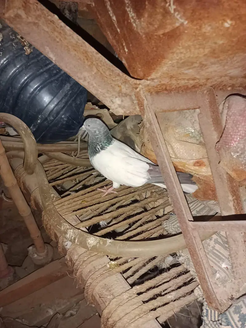 indian fantail pigeon pair guanrte — photo 2