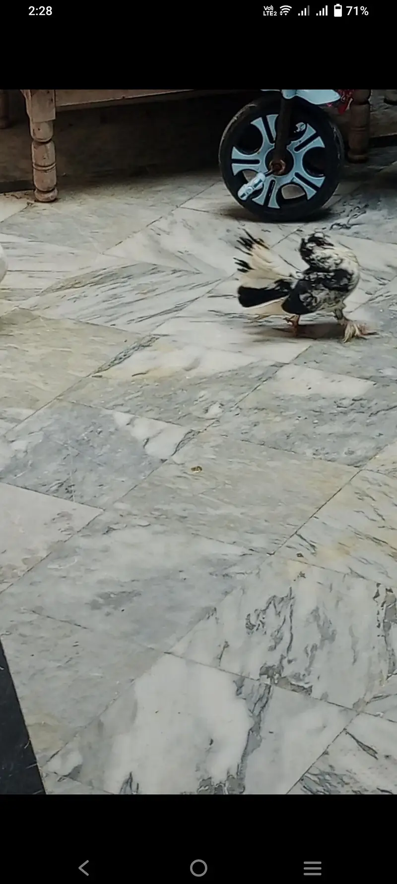 indian fantail pigeon pair guanrte — photo 5