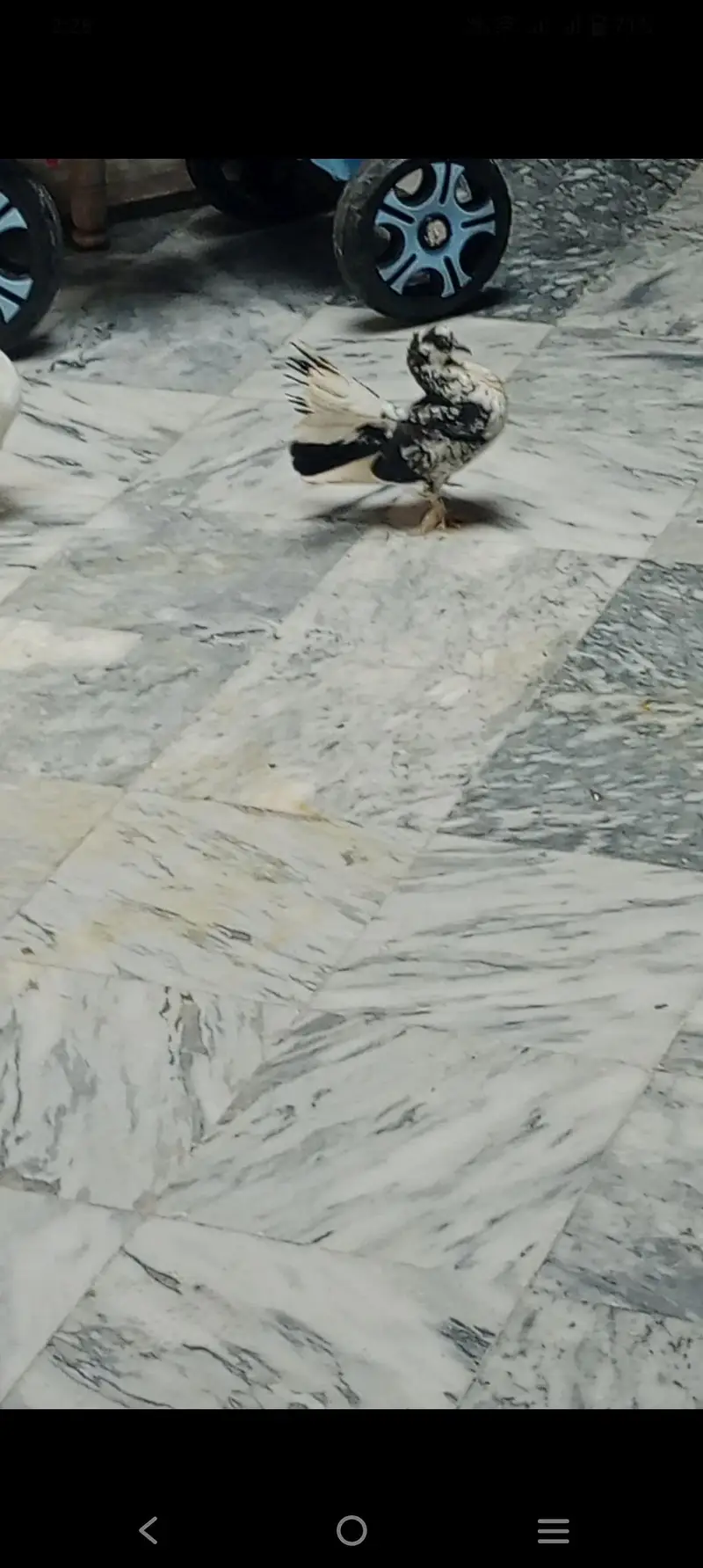 indian fantail pigeon pair guanrte — photo 6