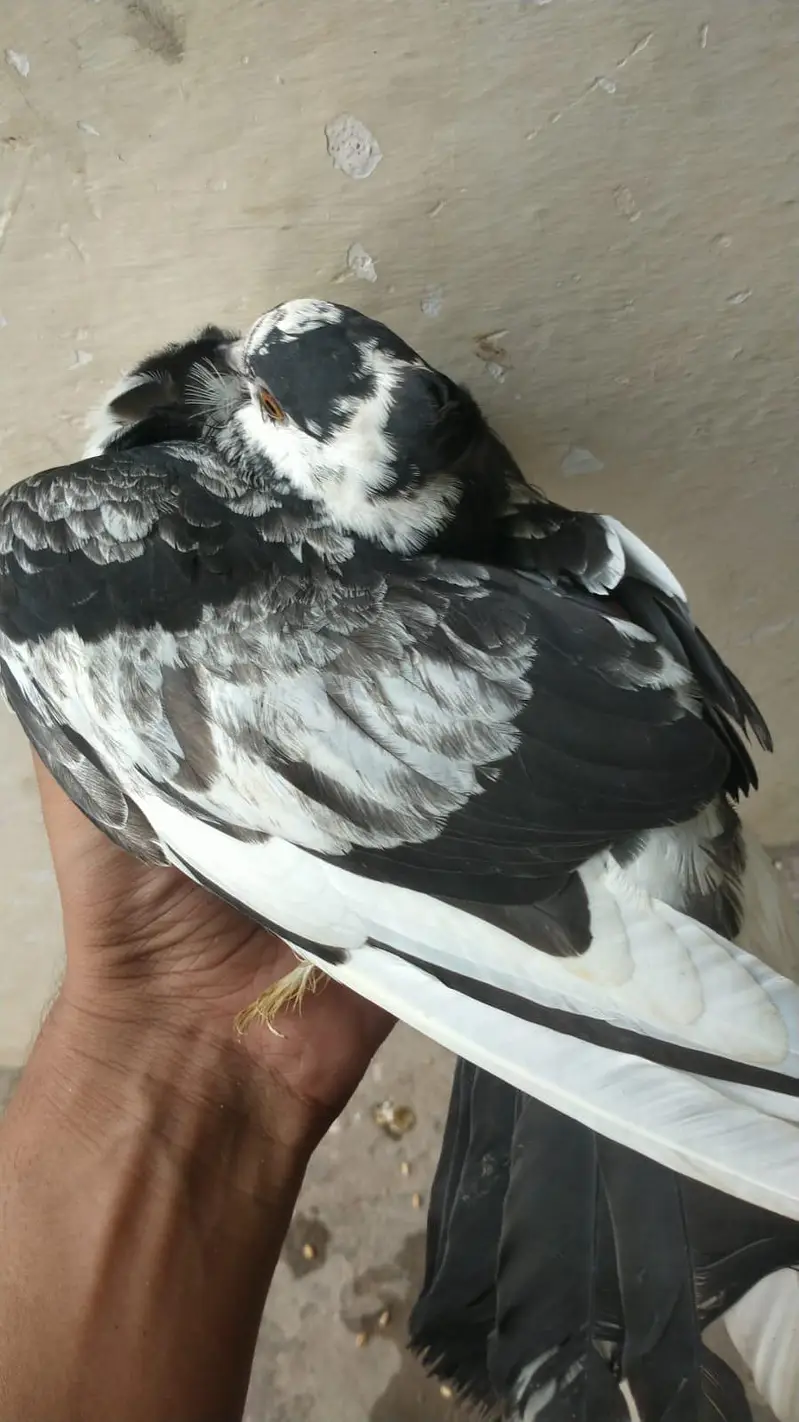 indian fantail pigeon pair guanrte — photo 10