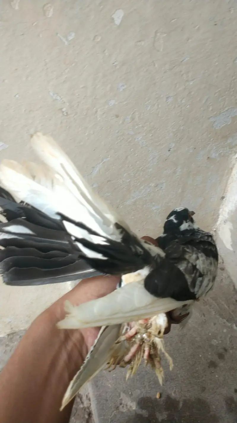 indian fantail pigeon pair guanrte — photo 11