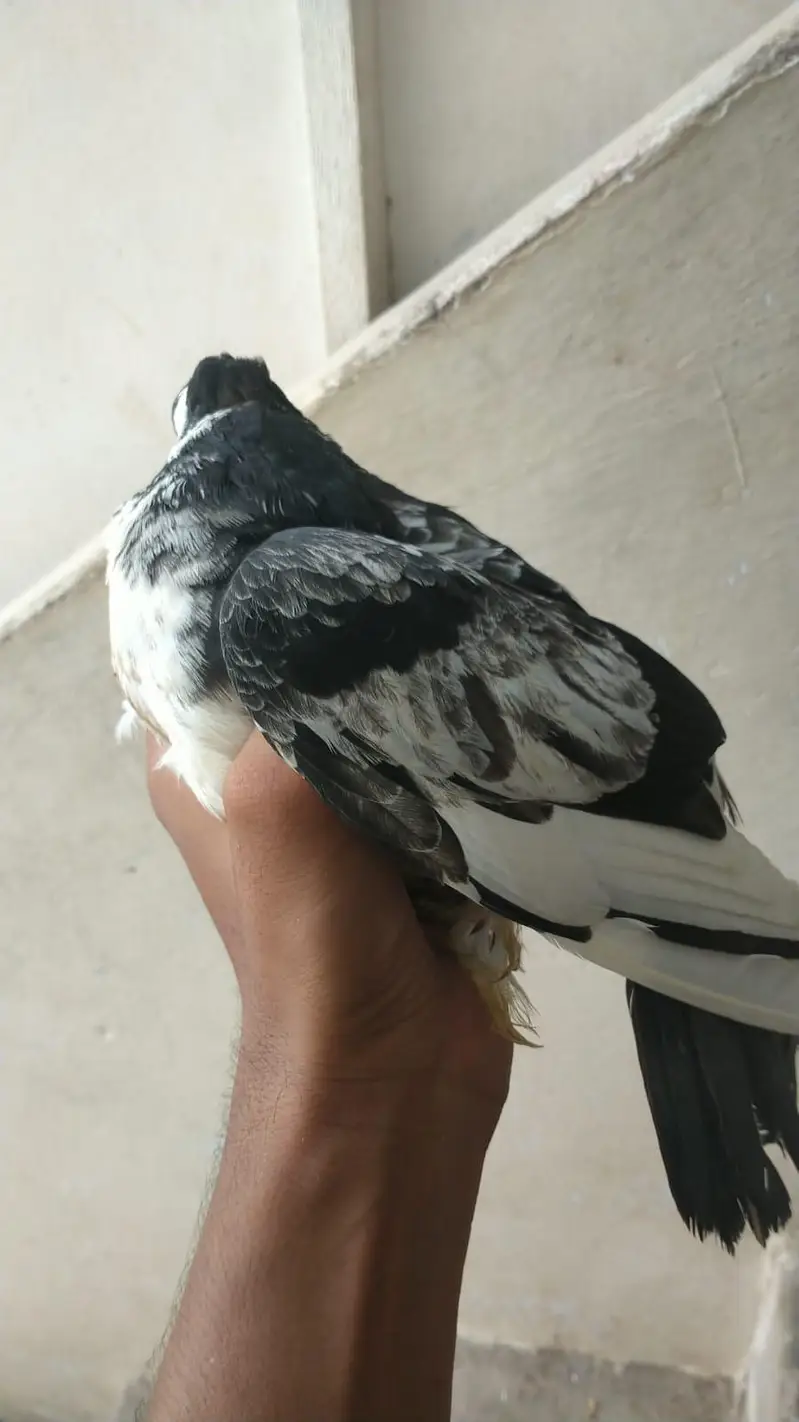 indian fantail pigeon pair guanrte — photo 12