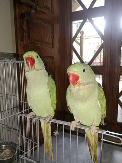 Raw Kashmiri Green Parrot | 1 Female, 1 Male | New Cage included