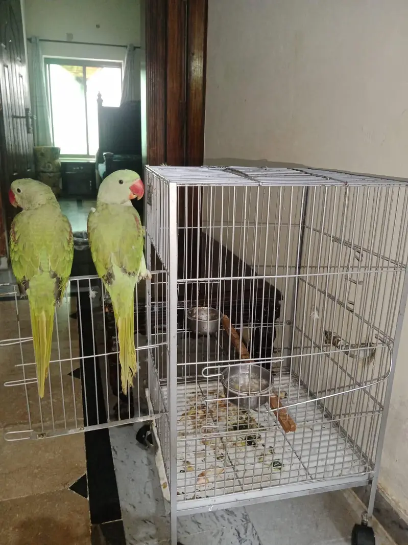 Raw Kashmiri Green Parrot | 1 Female, 1 Male | New Cage included — photo 2