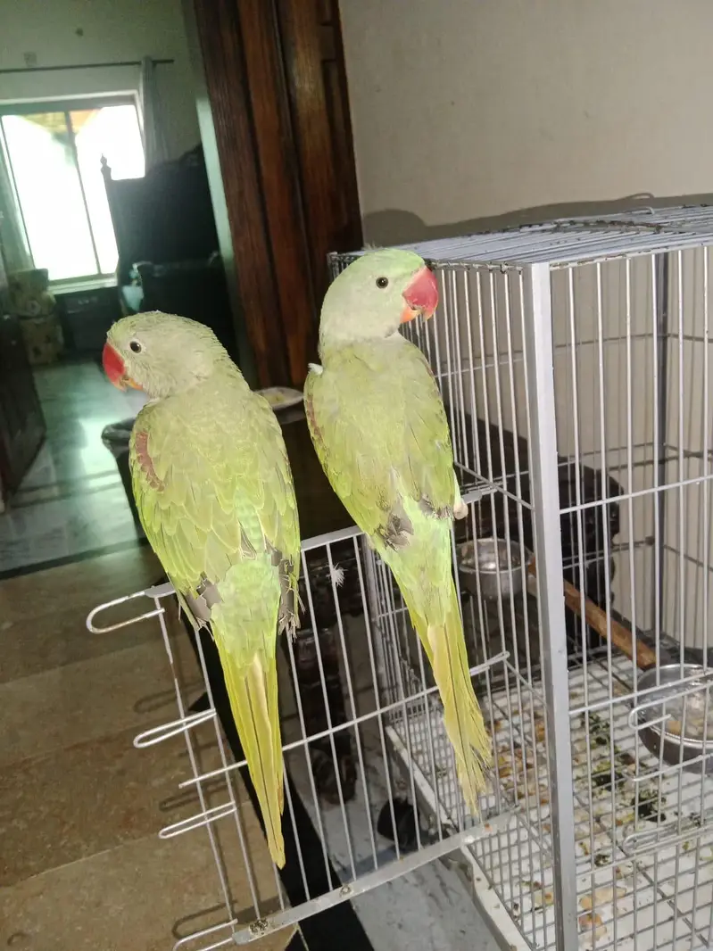 Raw Kashmiri Green Parrot | 1 Female, 1 Male | New Cage included — photo 3