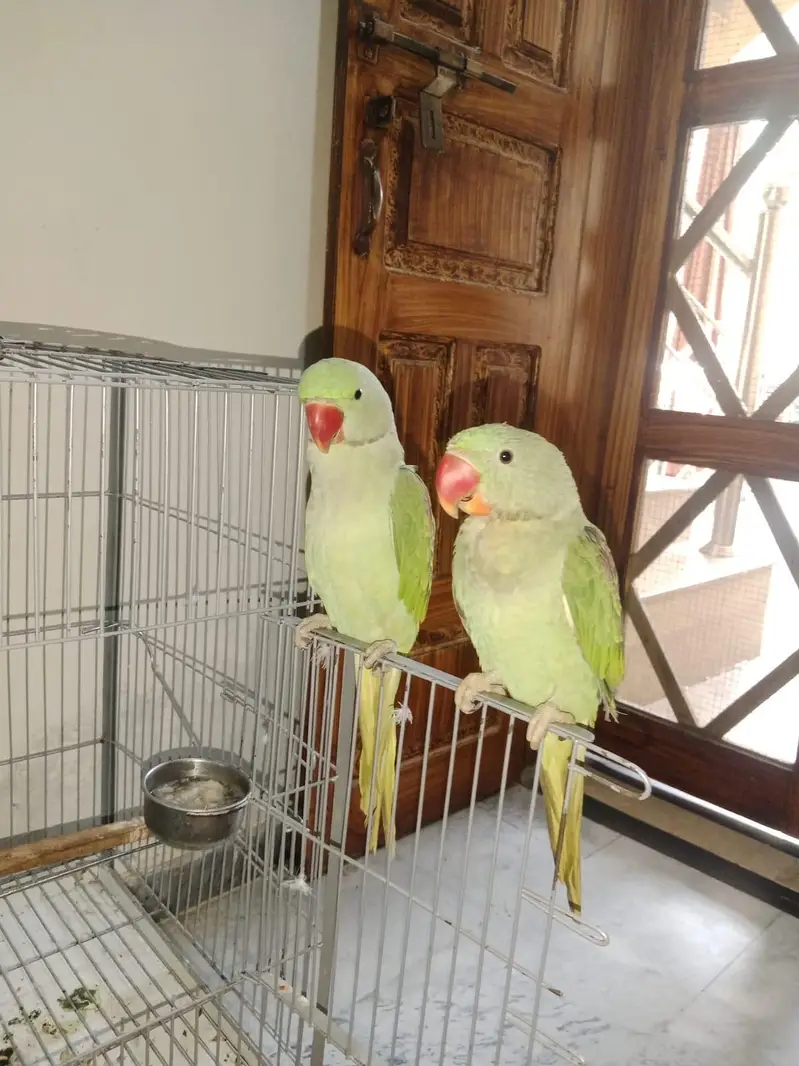 Raw Kashmiri Green Parrot | 1 Female, 1 Male | New Cage included — photo 4
