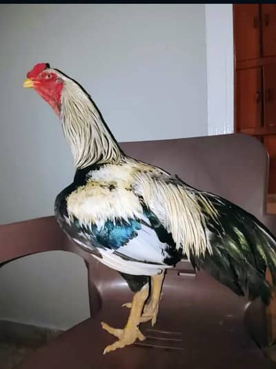 aseel jawa murga for sale