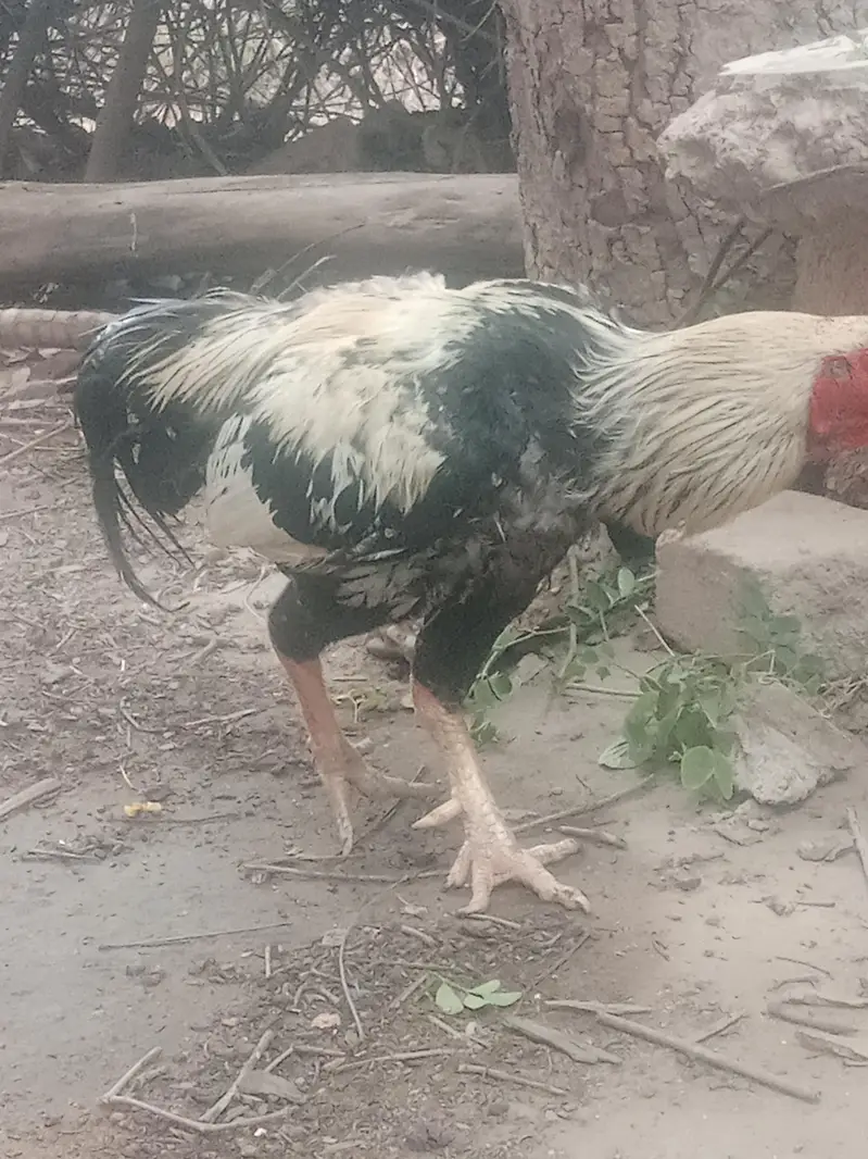 aseel jawa murga for sale — photo 2