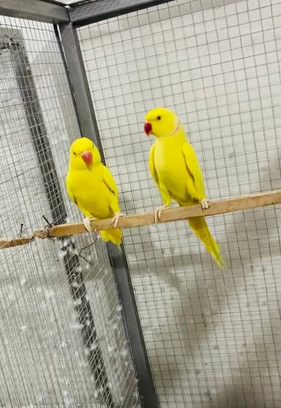 yellow parrot pair