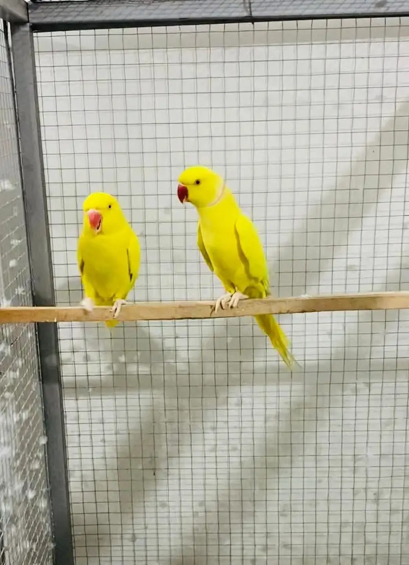 yellow parrot pair — photo 2