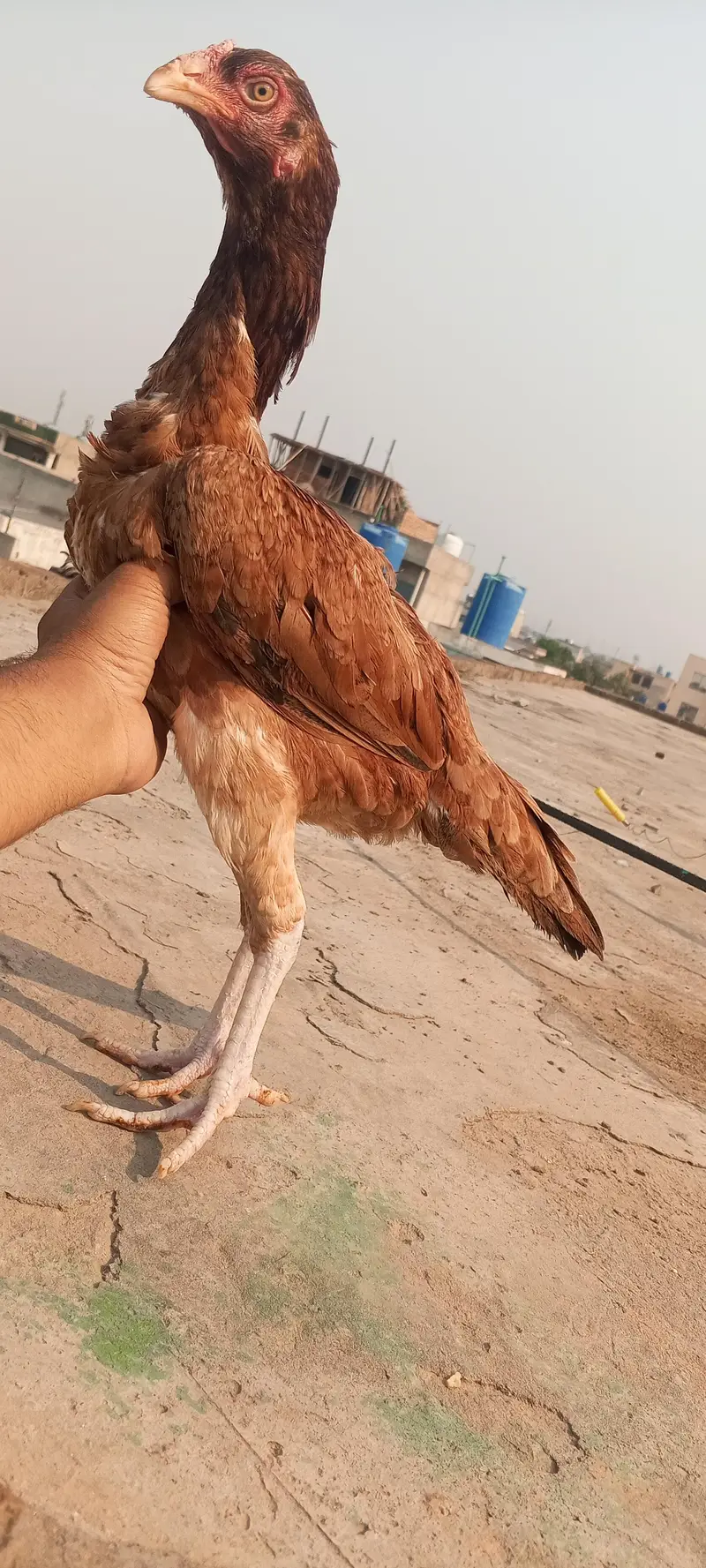Breeder Aseel Murgi Eggs Laying Aseel Hen Female Murgi 03098573144 — photo 8