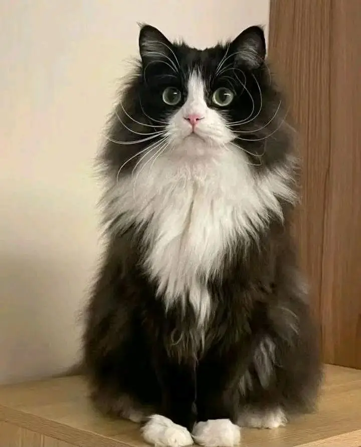 Cats | Persian | kittens |  Blue Eyes | O348O163O63 щatsap^⁠_⁠^ — photo 2