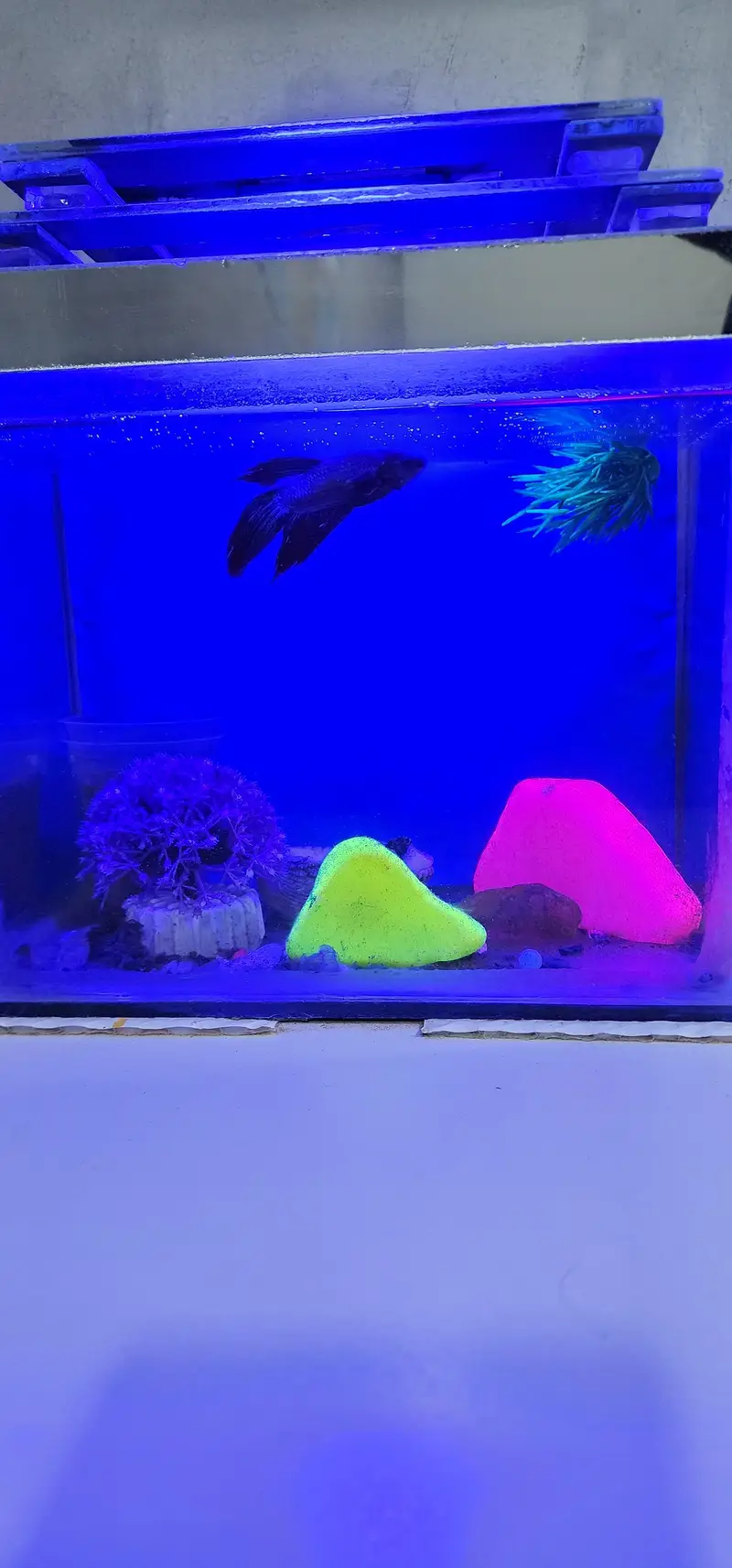 Aquariums — photo 2