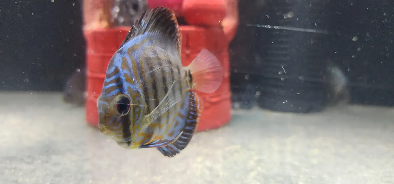 Aquariums — photo 6