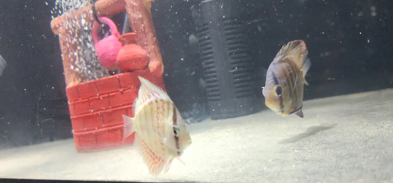 Aquariums — photo 7