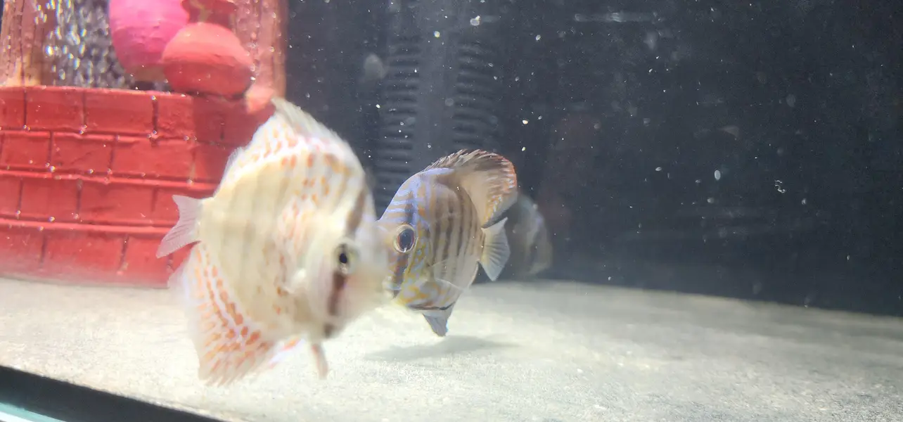 Aquariums — photo 8