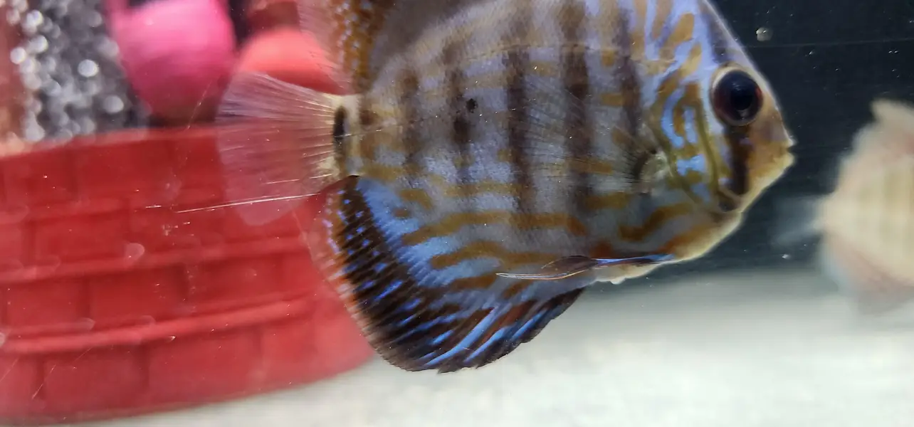 Aquariums — photo 9
