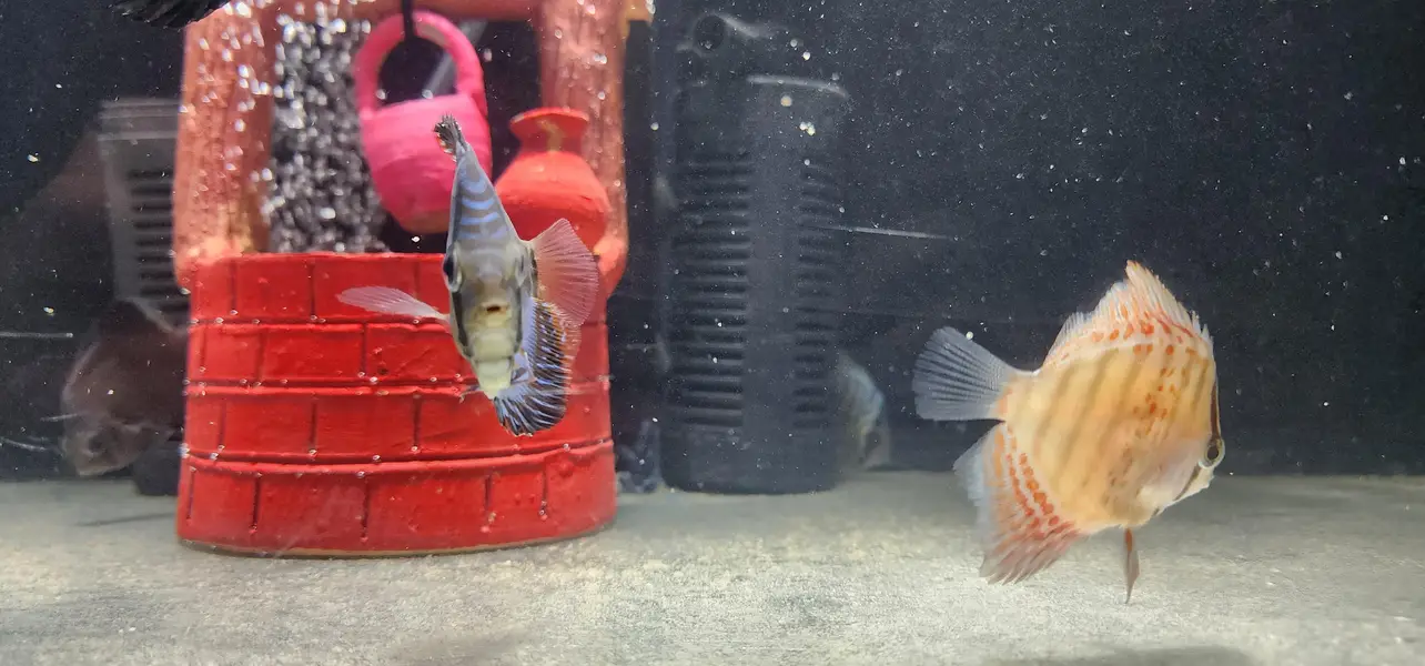 Aquariums — photo 10
