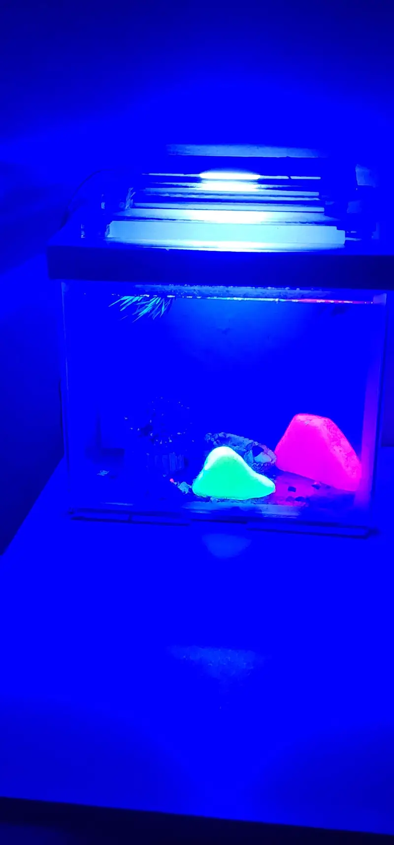 Aquariums — photo 11