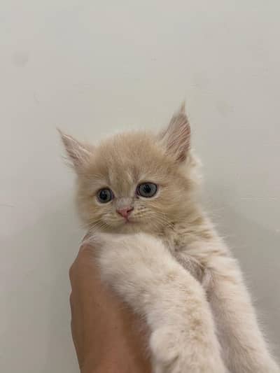 4 Cute Golden Kittens for Sale – Healthy & Playful