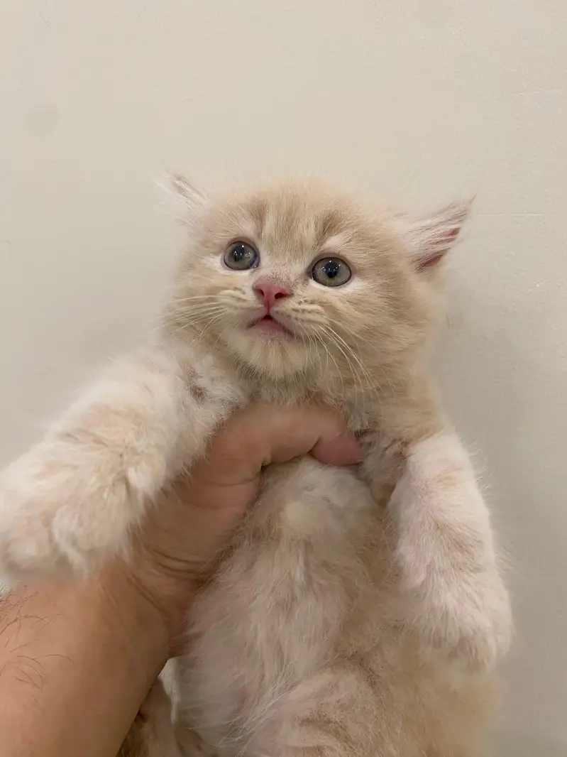 4 Cute Golden Kittens for Sale – Healthy & Playful — photo 2