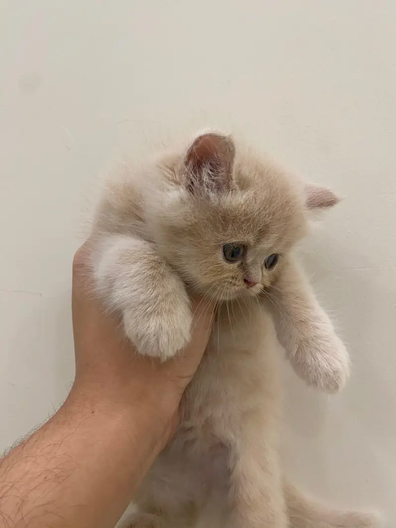 4 Cute Golden Kittens for Sale – Healthy & Playful — photo 3