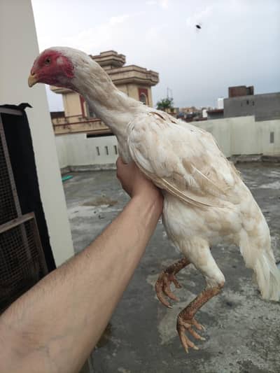 white shamoo aseel
