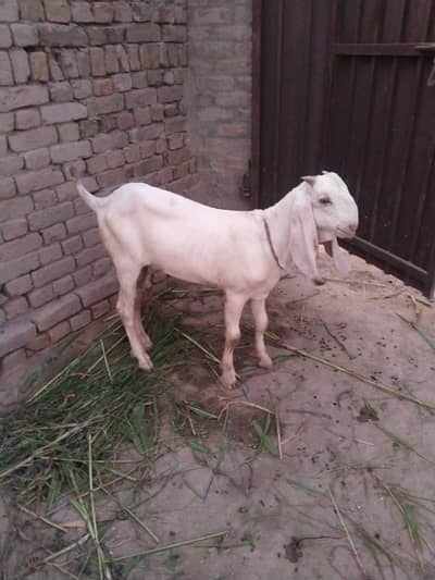 desi Bakra for Sale Mashallah Call 03490704921