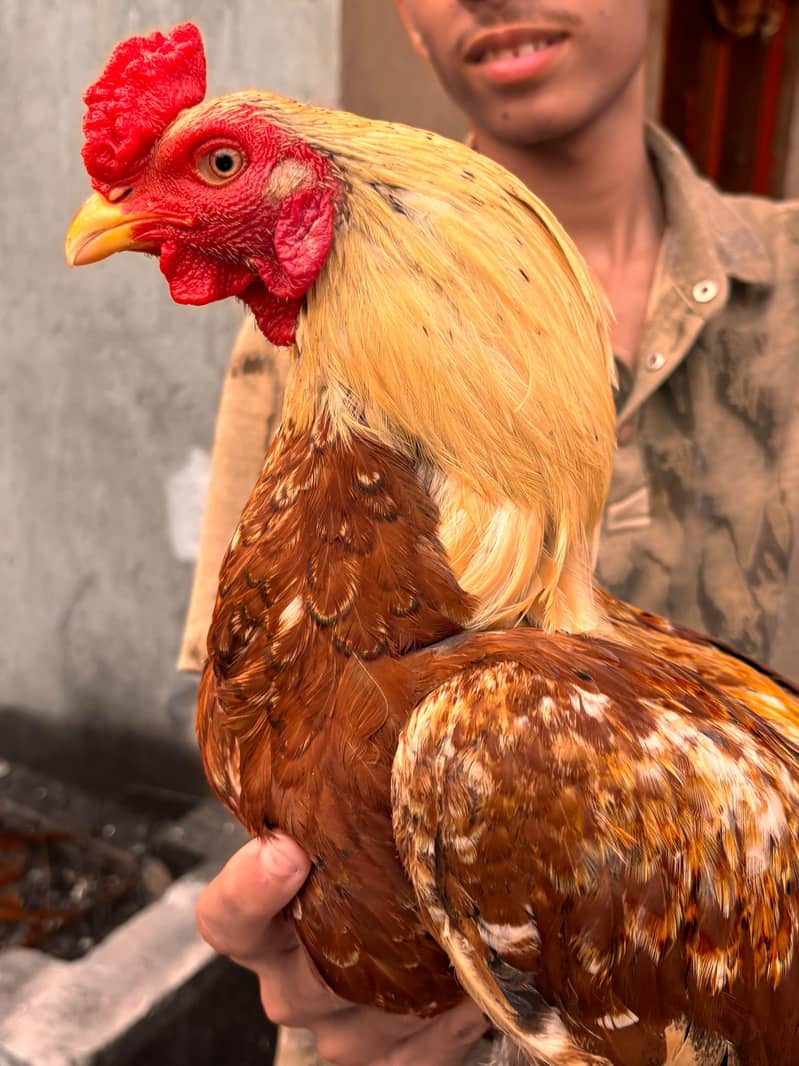 Mianwali Aseel Chicks | Healthy Desi Aseel | 1