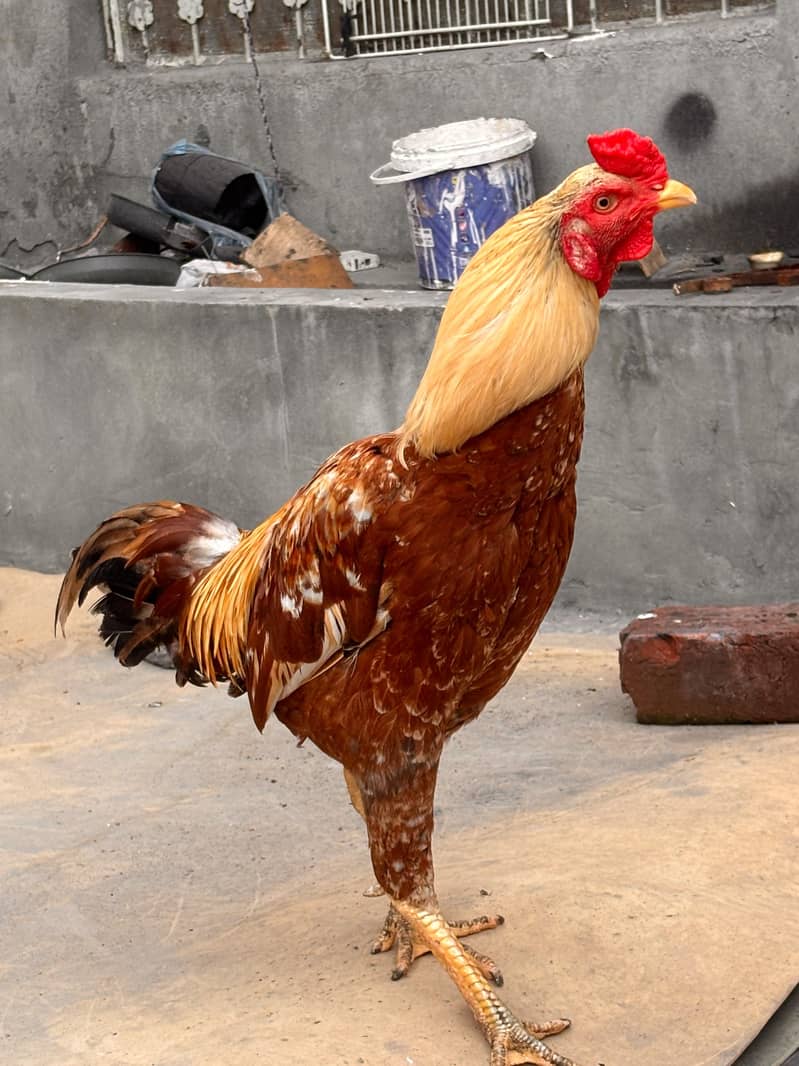 Mianwali Aseel Chicks | Healthy Desi Aseel | 2