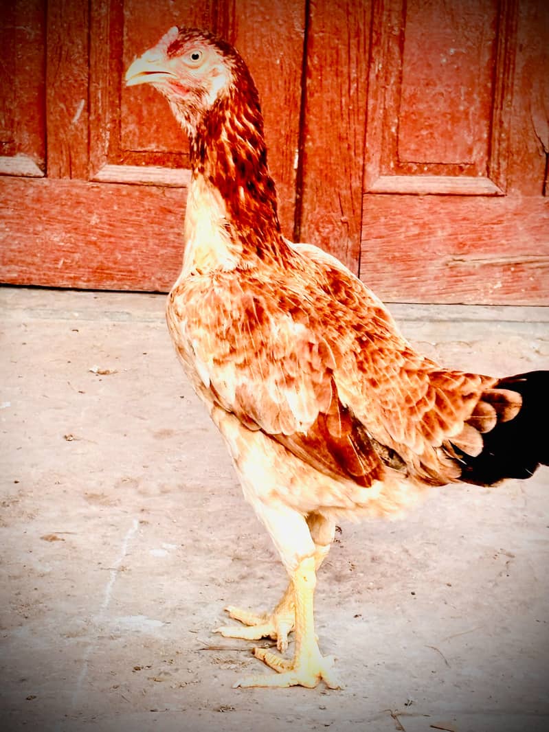 Mianwali Aseel Chicks | Healthy Desi Aseel | 3
