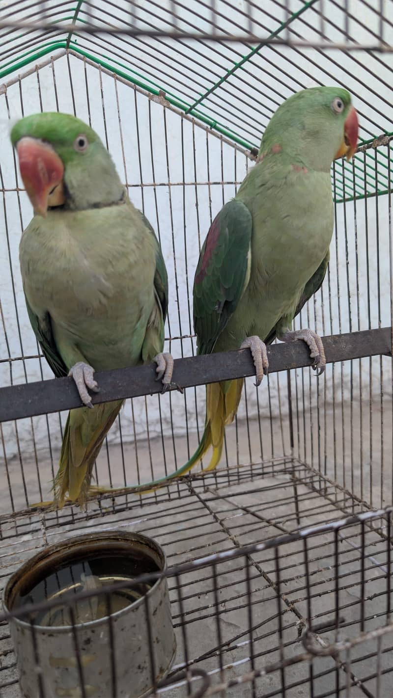 Raw Parrot 2