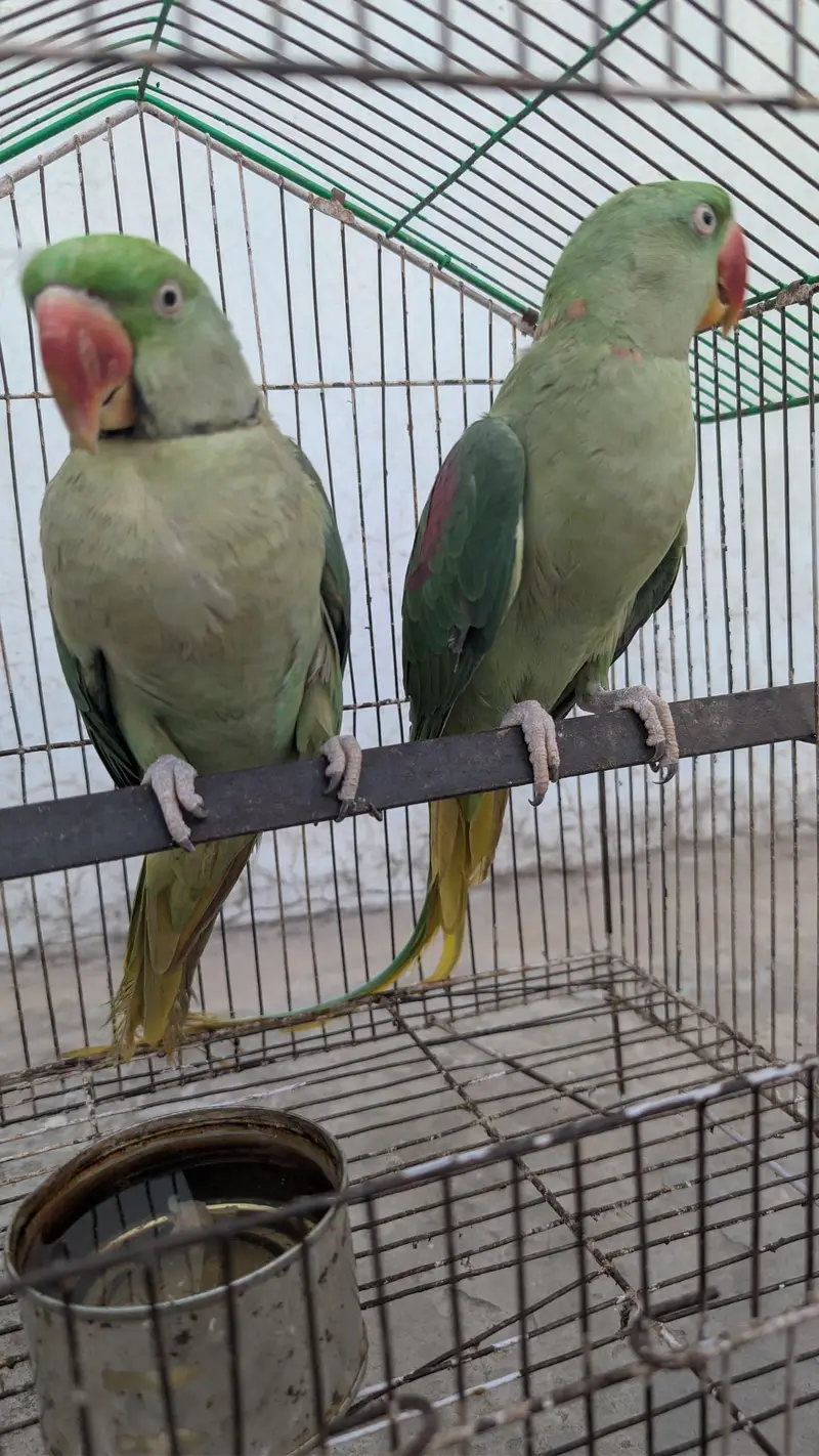 Raw Parrot — photo 3