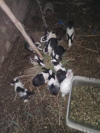 rabbit for sale