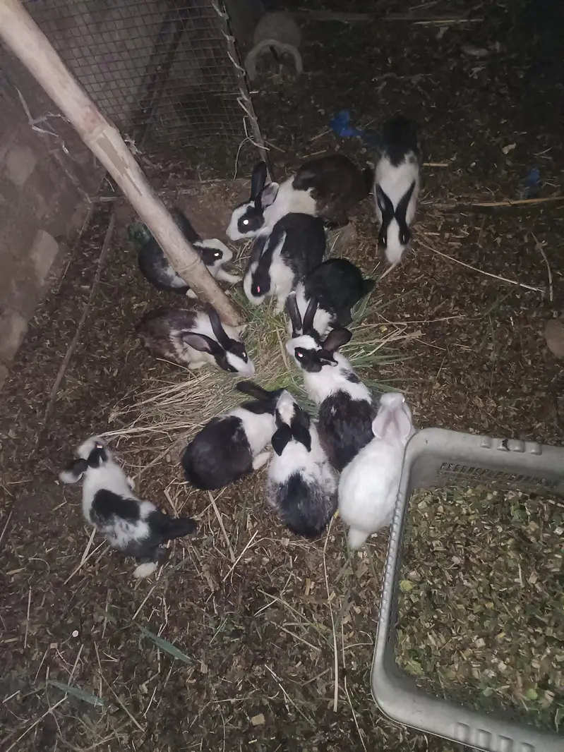 rabbit for sale