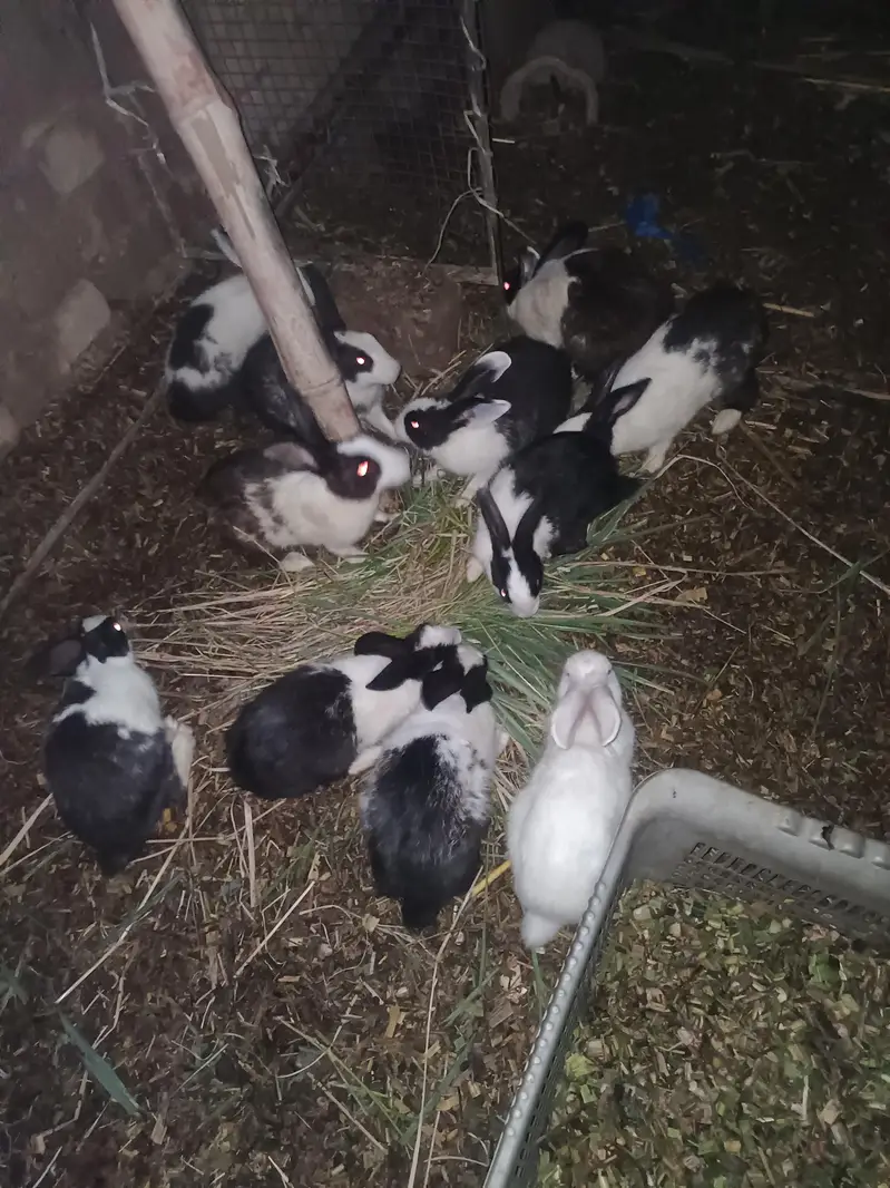 rabbit for sale — photo 2
