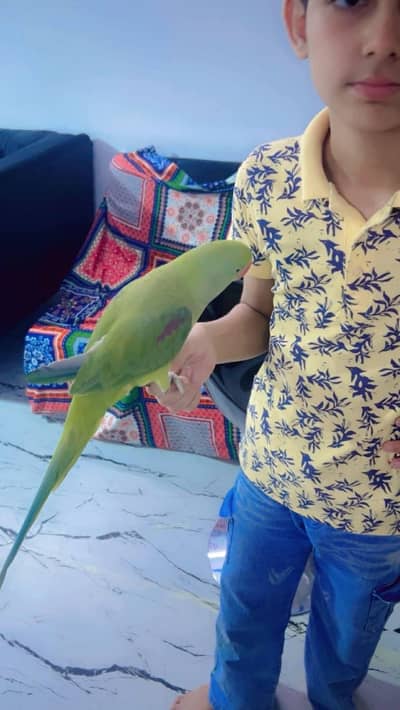 raw parrot female jumbo size