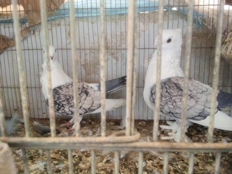 sentient pair 2