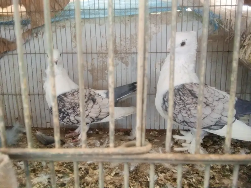 sentient pair — photo 3