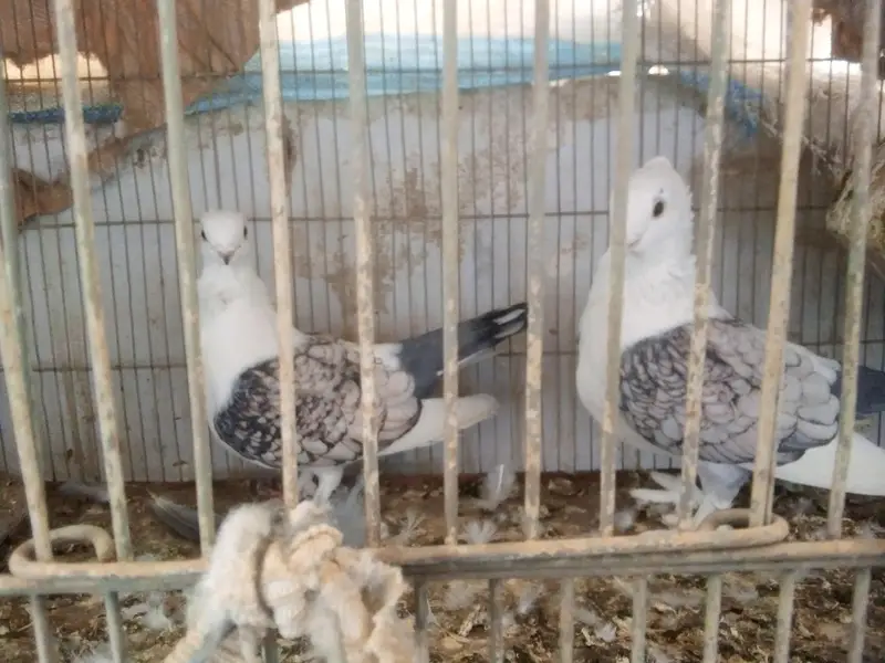 sentient pair — photo 5