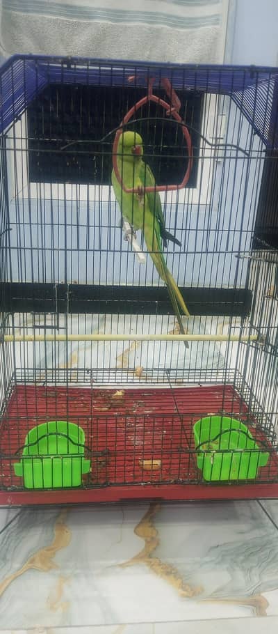 green parrot