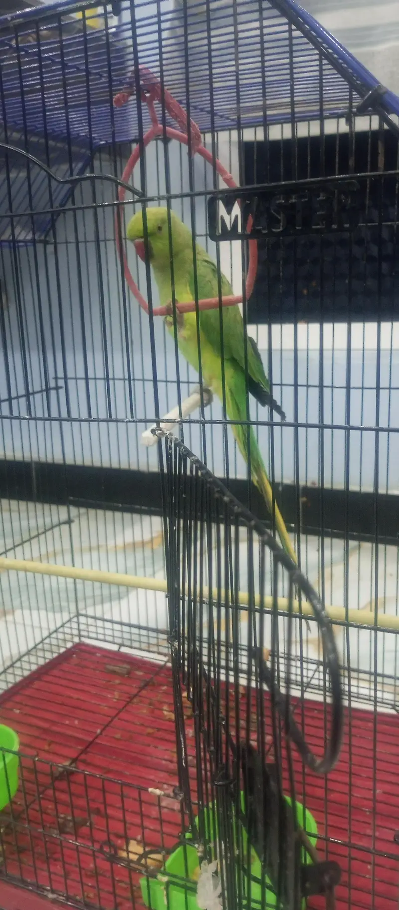 green parrot — photo 2