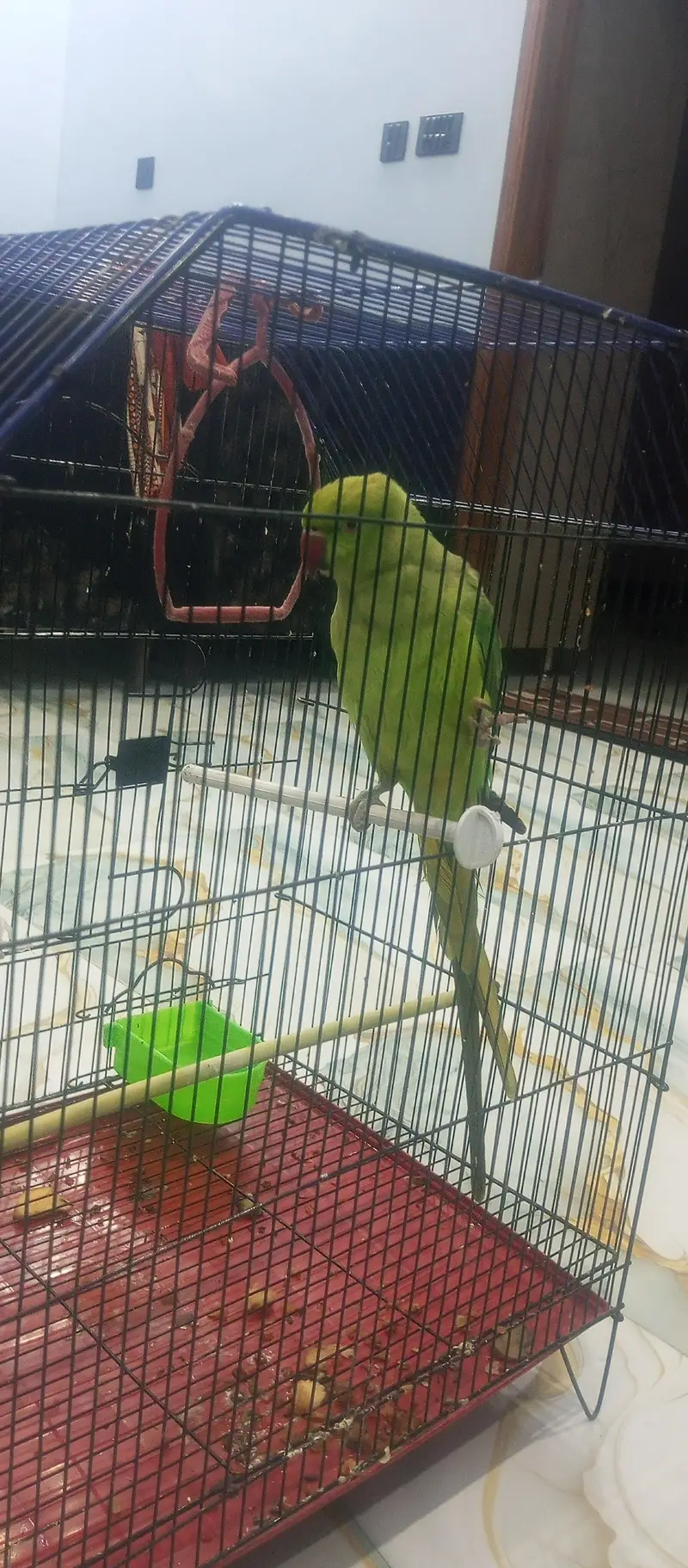 green parrot — photo 3