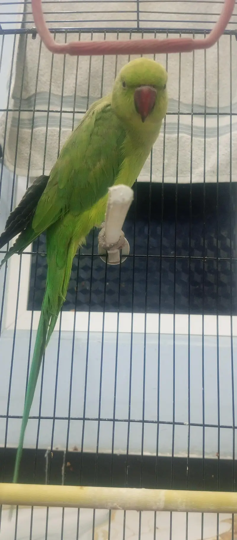green parrot — photo 4