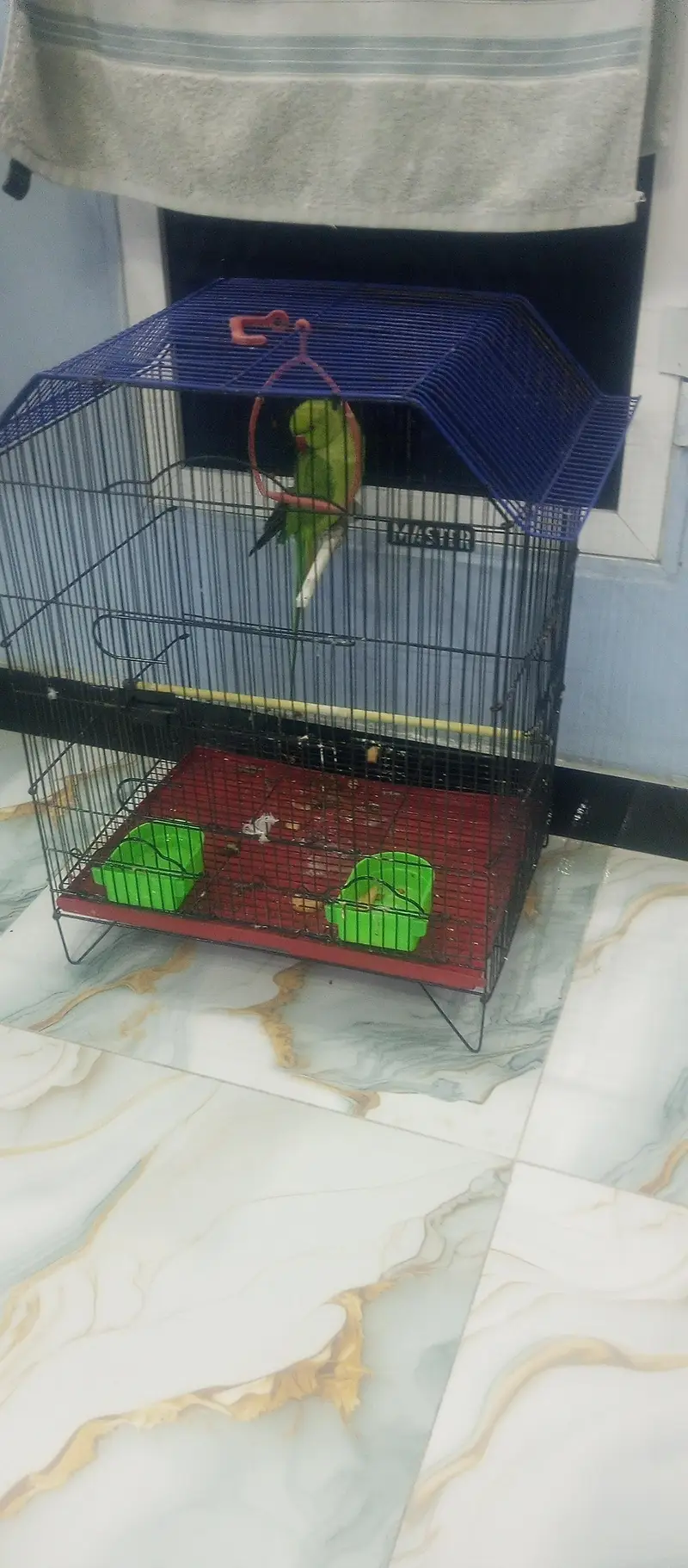 green parrot — photo 5