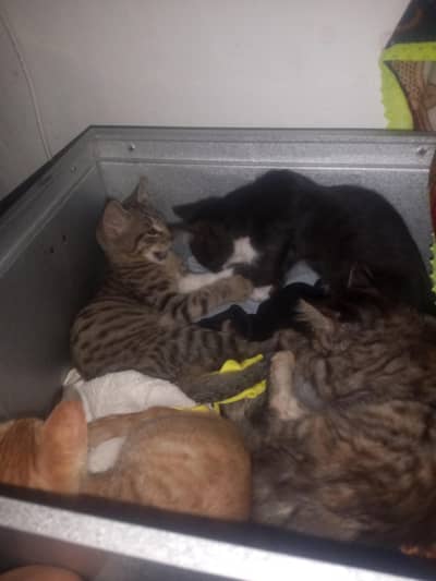 4 kittens for sale
