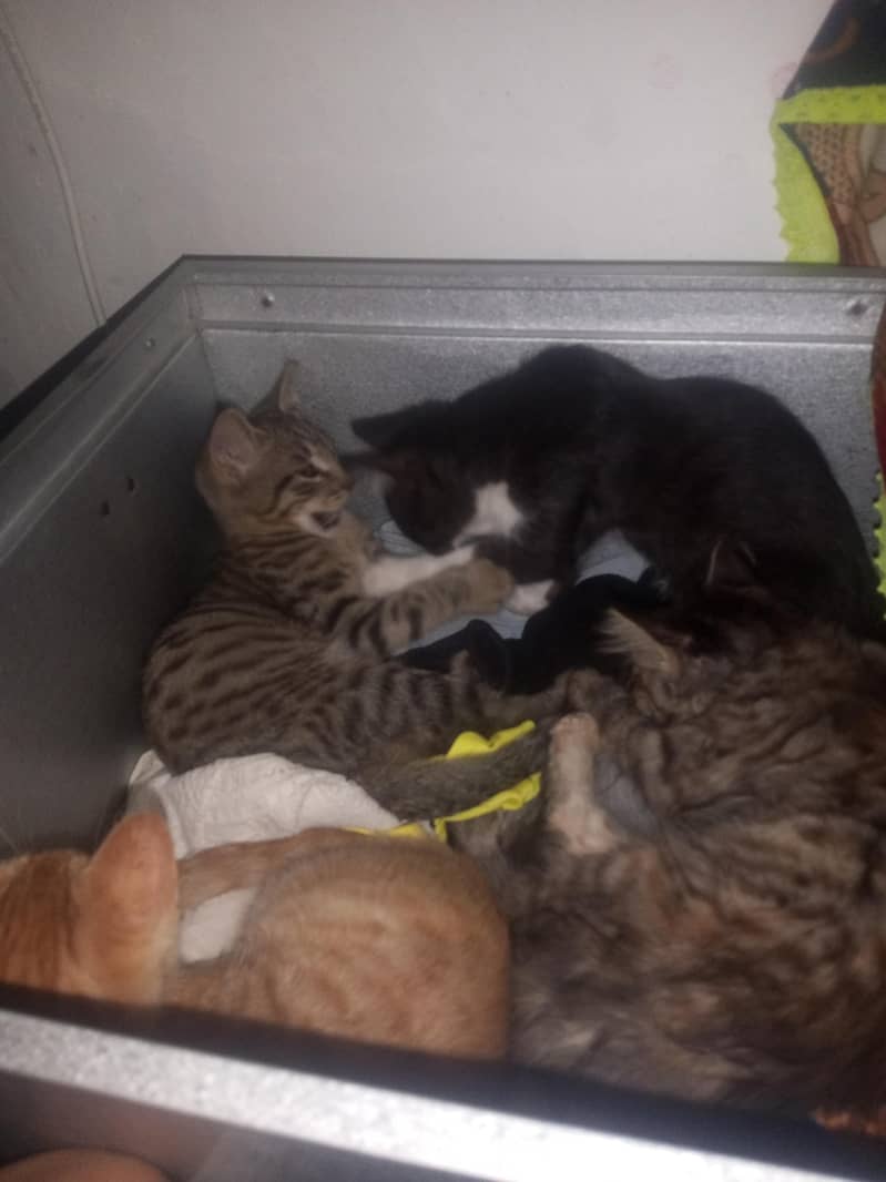 4 kittens 0