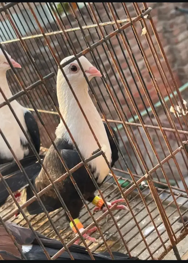 karbalai breeder pair 7000final — photo 2