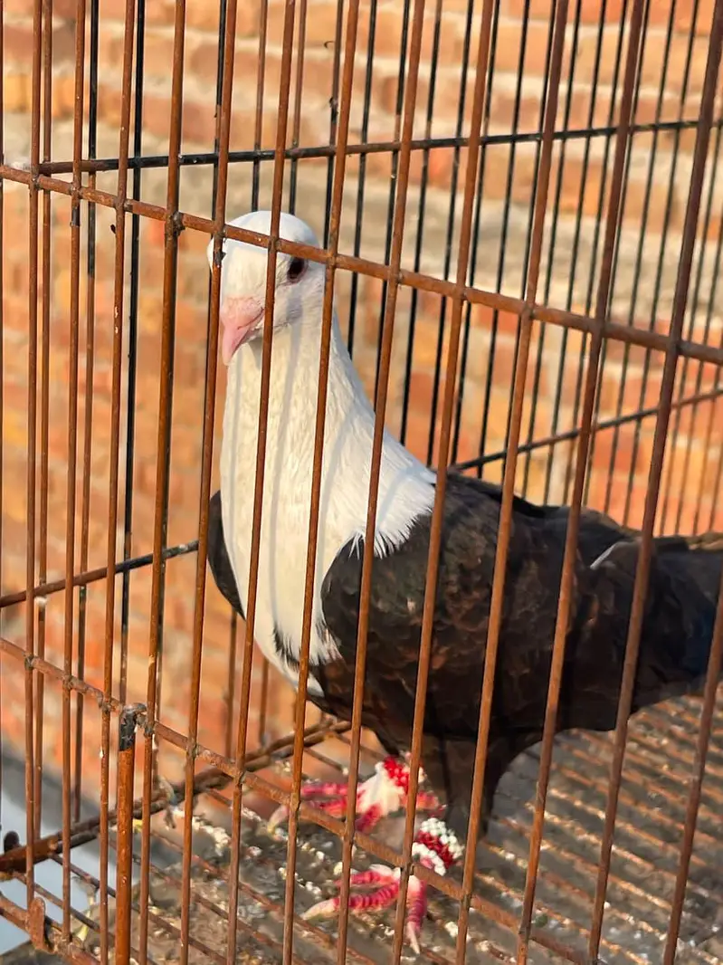 karbalai breeder pair 7000final — photo 3