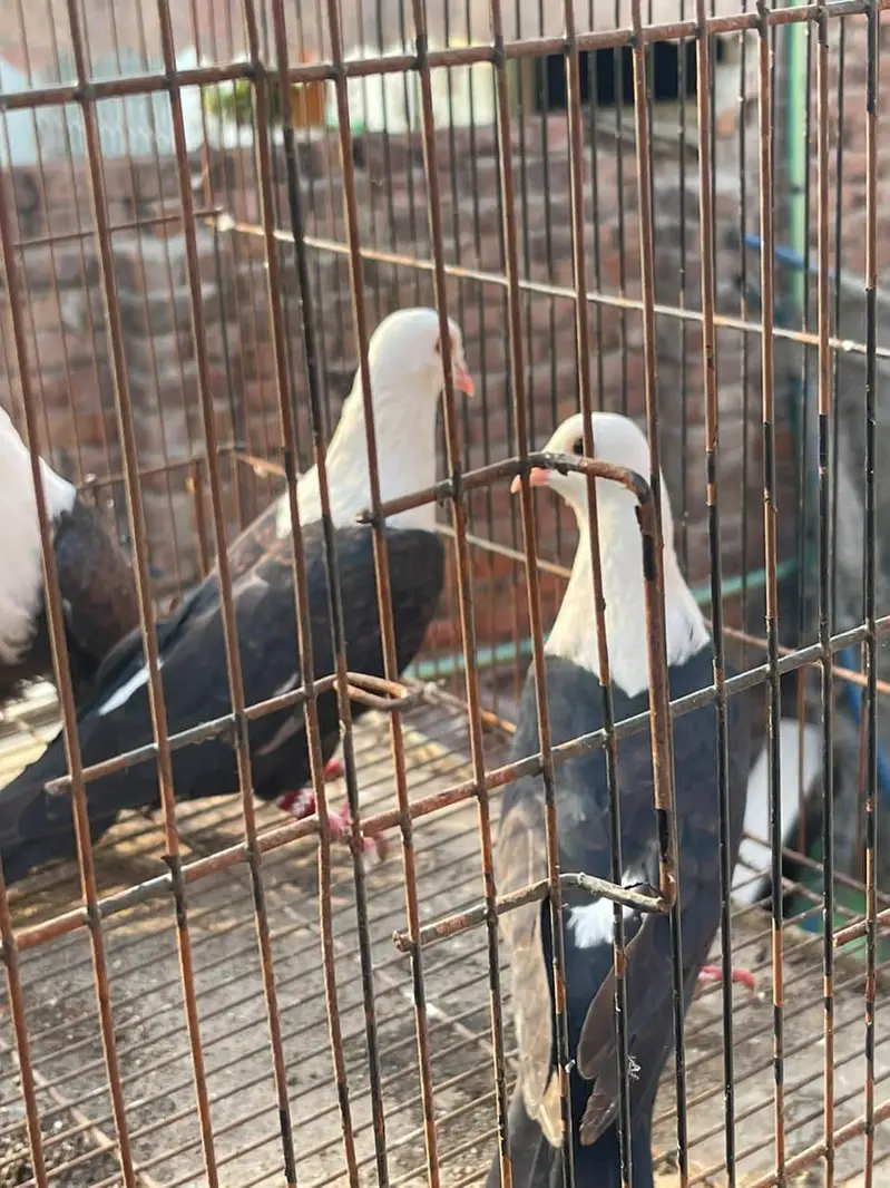karbalai breeder pair 7000final — photo 4